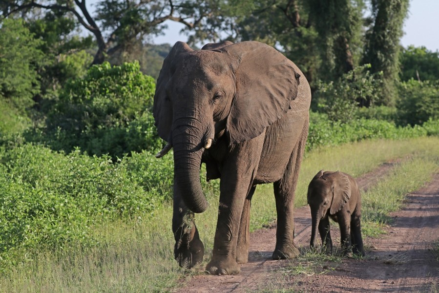 African bush elephants (Loxodonta africana) female with six-week-old baby