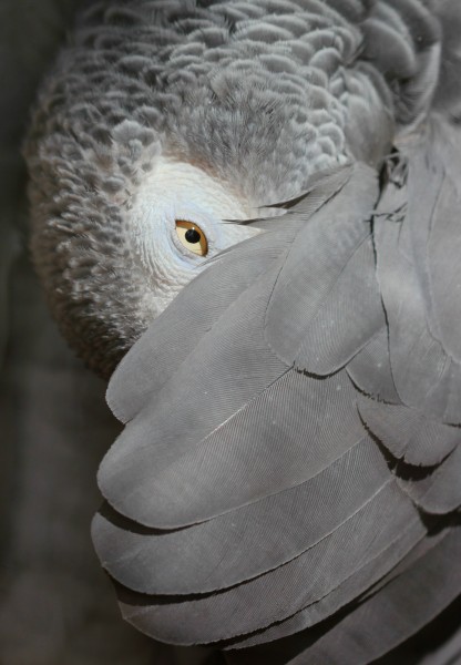 African Grey Parrot, peeking out from under its wing - edit