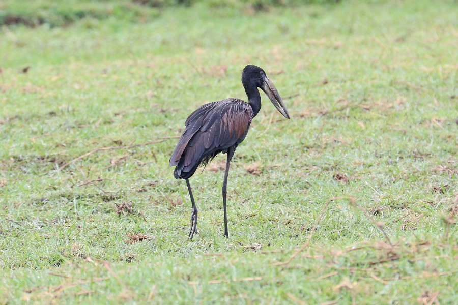African openbill in Chobe National Park