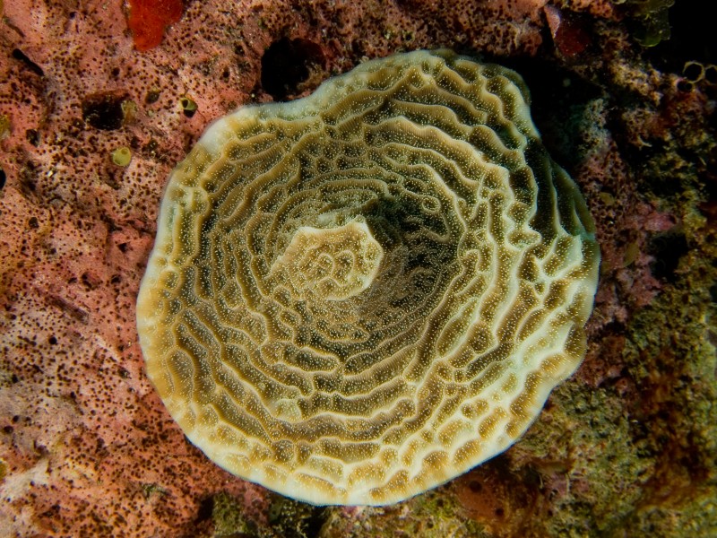 Agaricia fragilis (Fragile Saucer Coral)