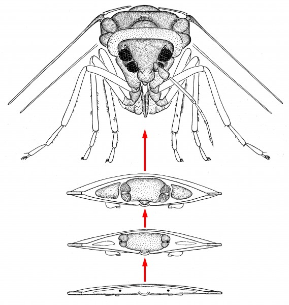 Aleyrodes-larva-limago-front