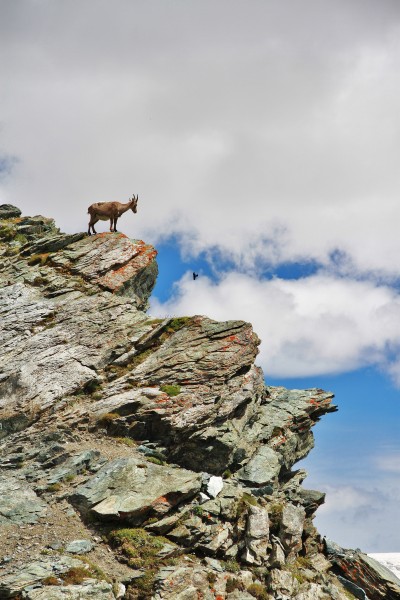Alpine Ibex in Gornergrat