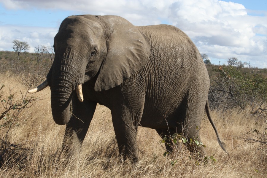 An elephant in Kruger National Park