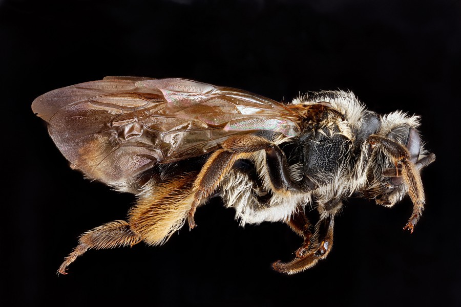 Andrena crataegi f1