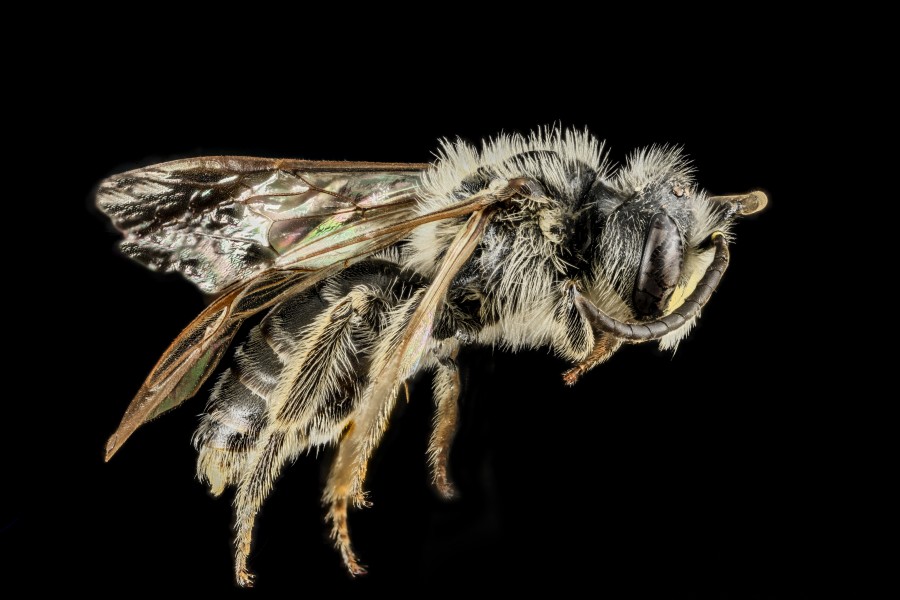 Andrena cressonii, Male, Side, Maryland 2013-05-31-18.24.49 ZS PMax