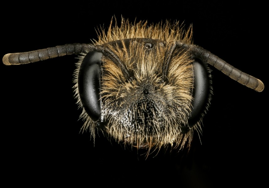 Andrena fenningeri, f, face, Pr. George's Co. MD 2016-10-20-13.55 (29855585583)