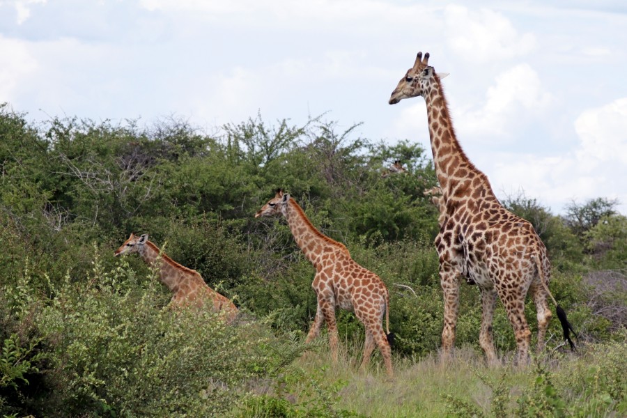 Angolan giraffe (Giraffa camelopardalis angolensis) with juveniles