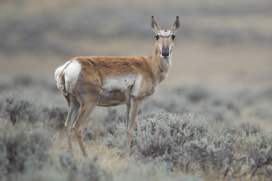 Antilocapra americana female (Wyoming, 2012)