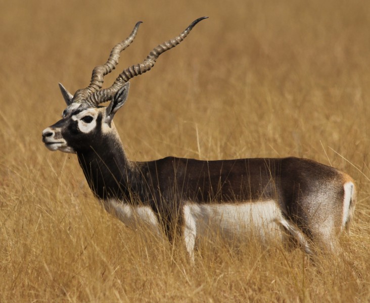 Antilope cervicapra from velavadar