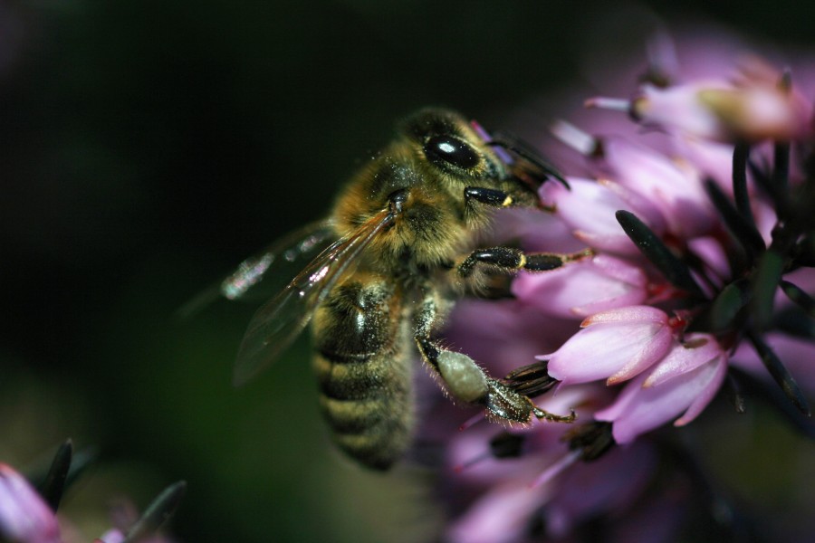 Apis mellifera - Pszczoła miodna - European honey bee (35146945334)