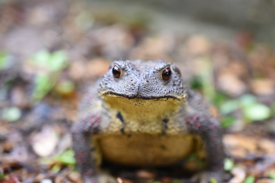 Asiatic toad