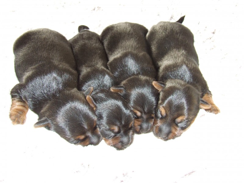 Australian-Silky-Terrier-Puppies-01