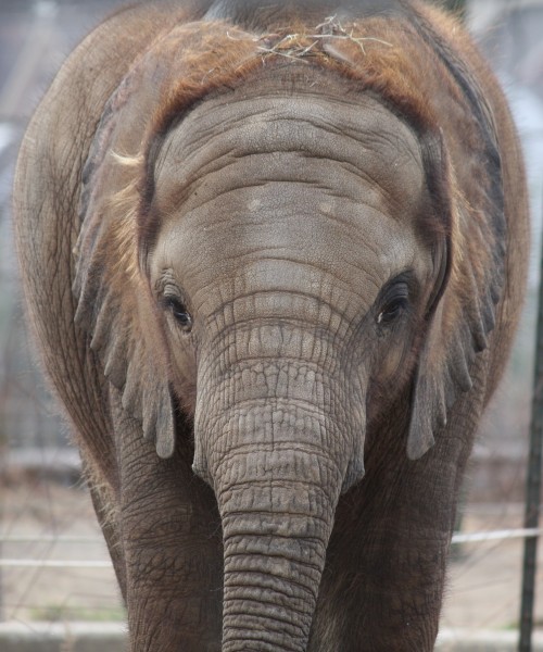 Baby African Elephant 057