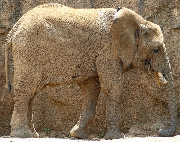 Baby African elephant at Indianapolis Zoo
