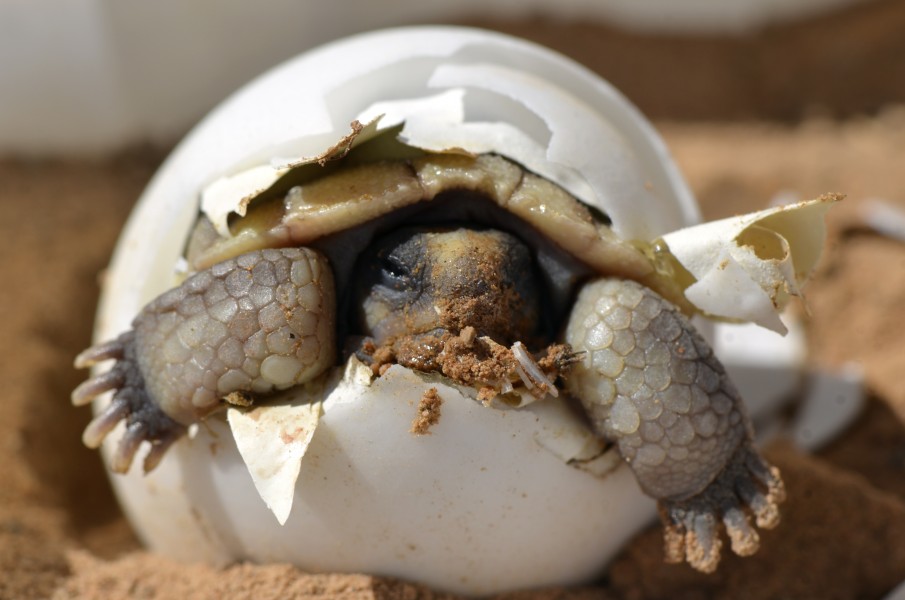 Baby Desert Tortoise (16490346262)