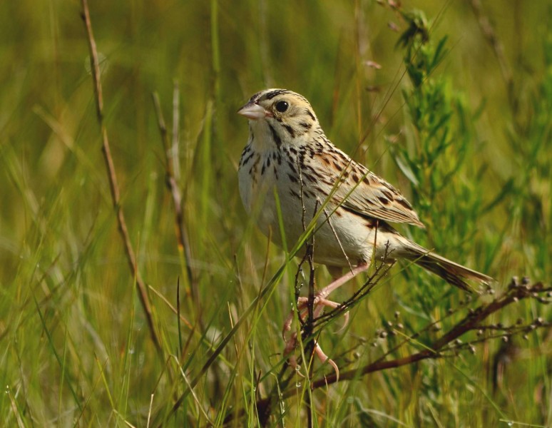 Baird's Sparrow (25865756586) (cropped)
