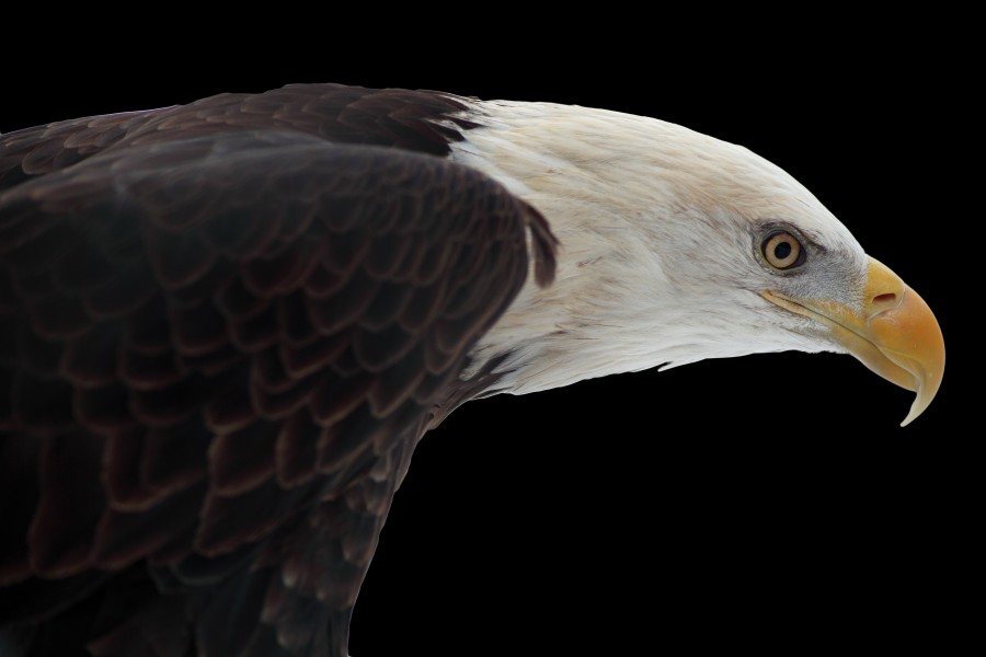 Bald-eagle-on-black - West Virginia - ForestWander