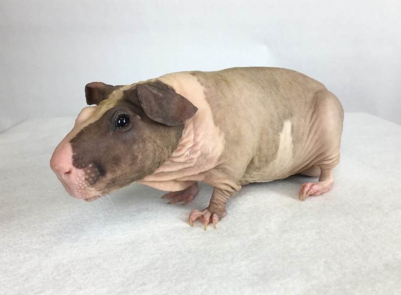 Baldwin Guinea Pig Adult Male
