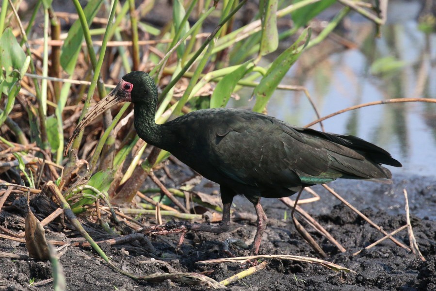 Bare-faced ibis (Phimosus infuscatus)