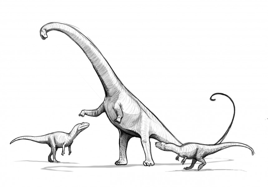 Barosaurus lentus Reconstruction