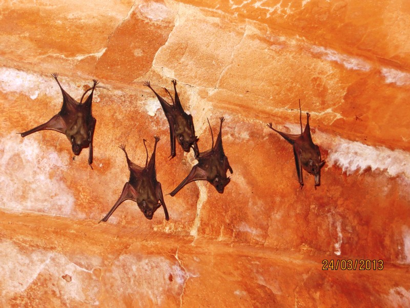 Bats in Jaipur fort
