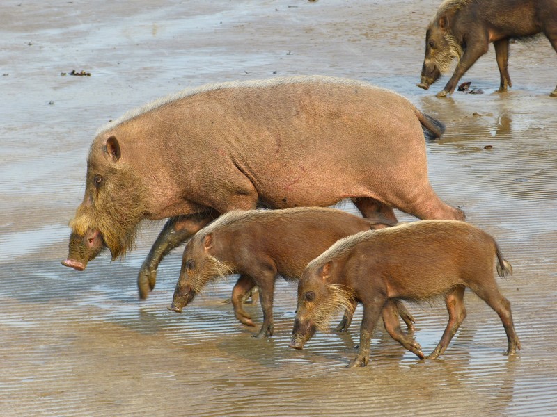 Bearded Pigs (Sus barbatus) female with youngs (8220051061)