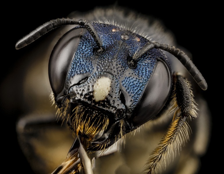 Bee ceratina monster, f, ukraine, face 2014-08-09-12.33.42 ZS PMax (15068816101)