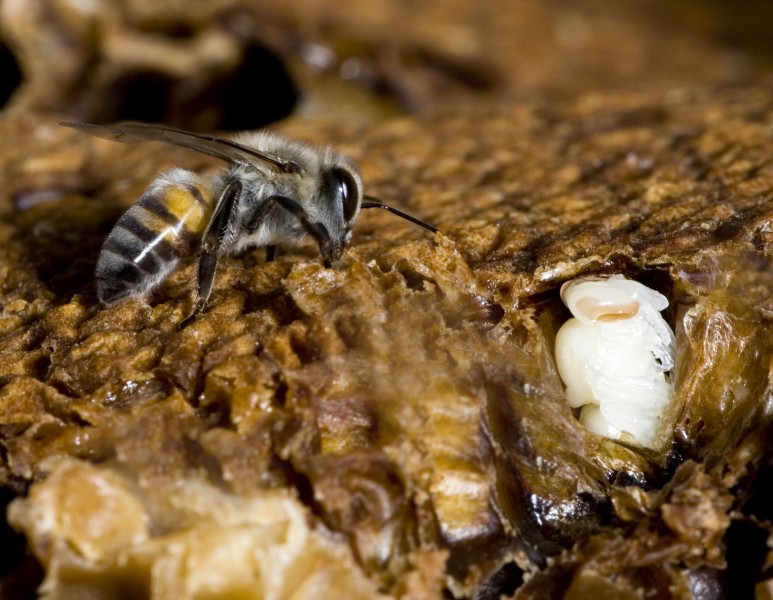 Bee Lavae