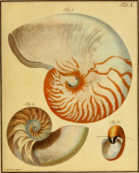 Belustigung im Reiche der Natur (1790) (20355491992)