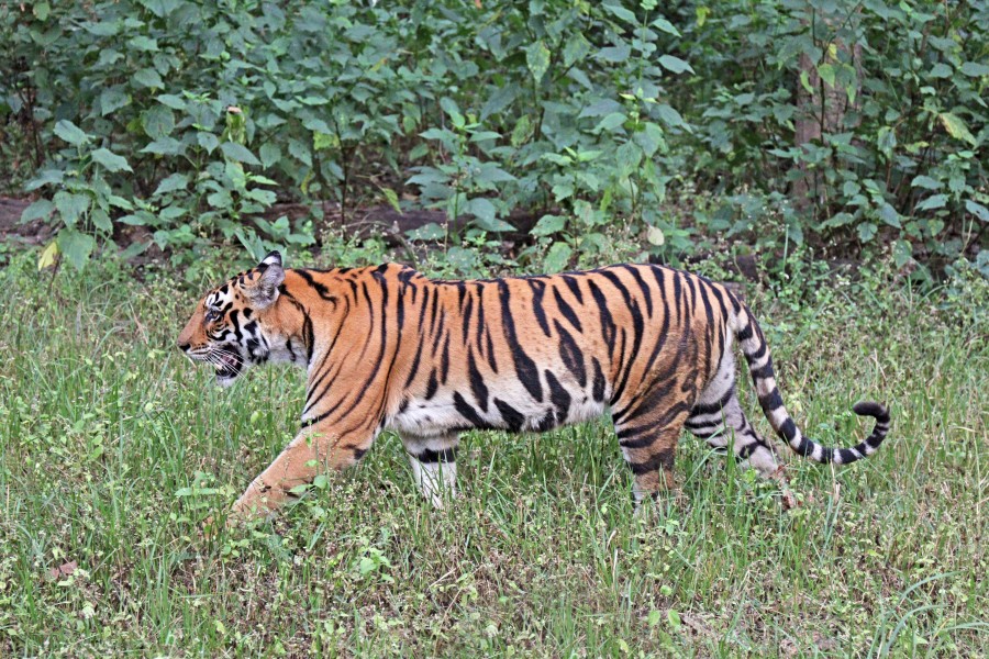 Bengal tiger (Panthera tigris tigris) female