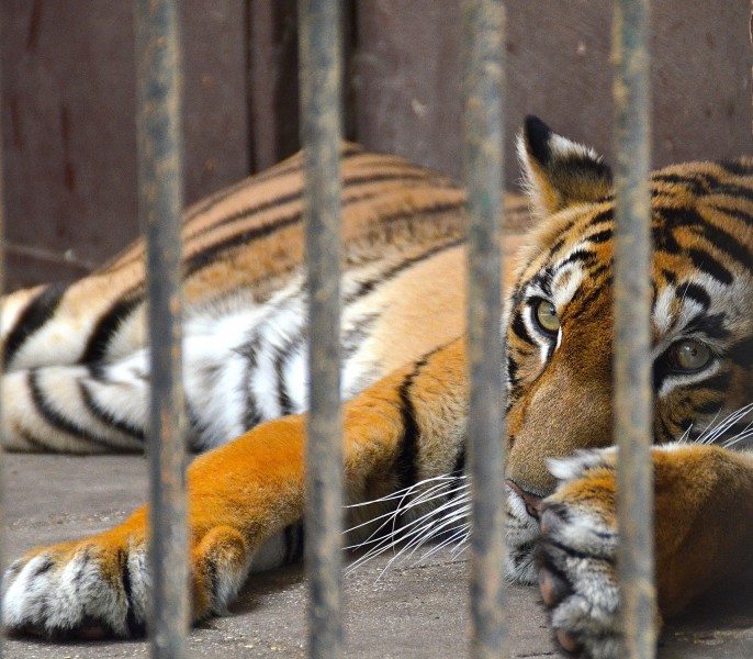 Bengal Tiger at Giza Zoo by Hatem Moushir 58