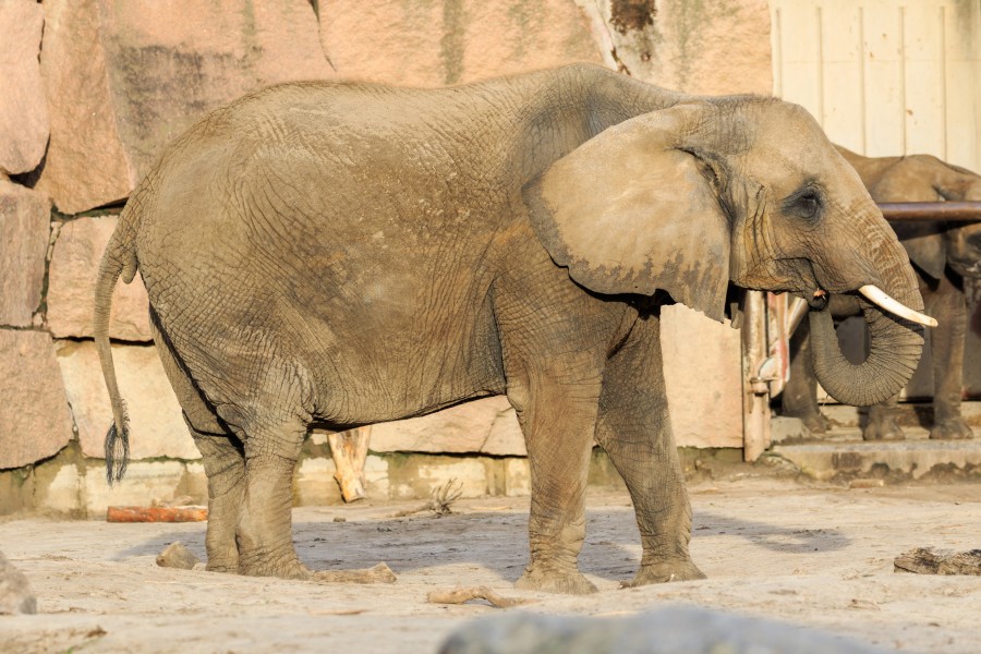 Berlin Tierpark Friedrichsfelde 12-2015 img11 African elephant