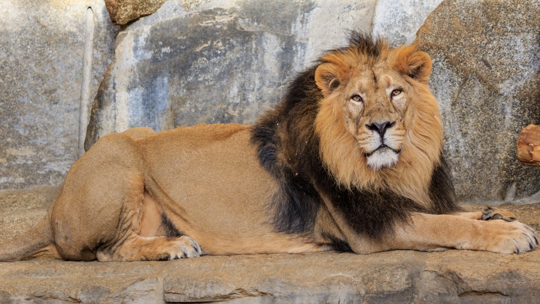 Berlin Tierpark Friedrichsfelde 12-2015 img17 Indian lion