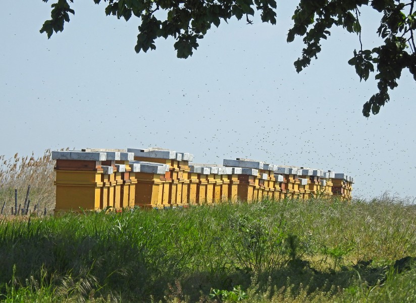 Bienenstöcke im Burgenland