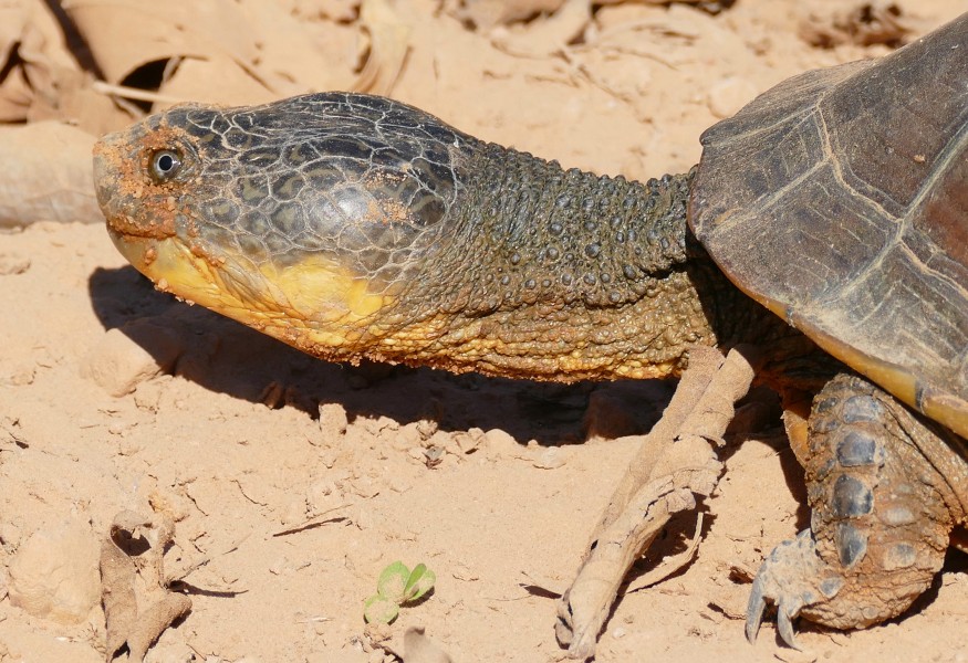 Big-headed Pantanal Swamp Turtle (Acanthochelys macrocephala) crossing the road - a lucky encounter with this rare species discovered by science as late as 1984 ... (28188946806)