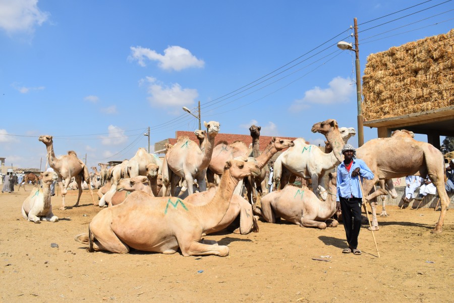 Birqash Camel Market, photo by Hatem Moushir 15