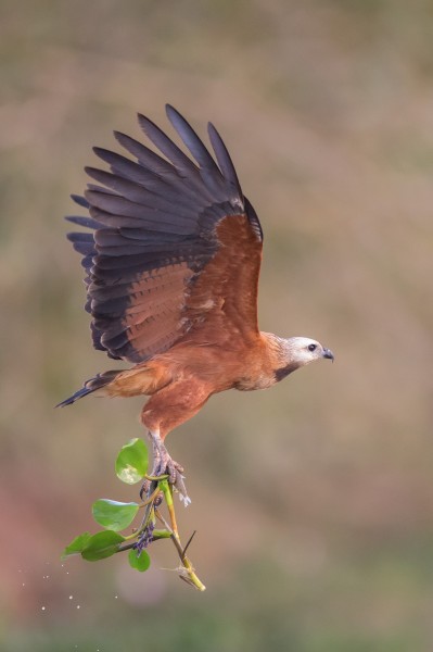 Black-collared Hawk Mato Grosso(Brazil)