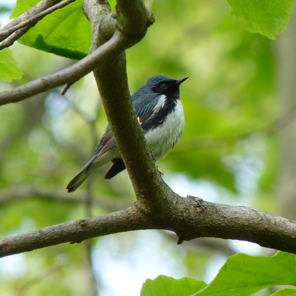 Black-throated Blue Warbler (13887005009)