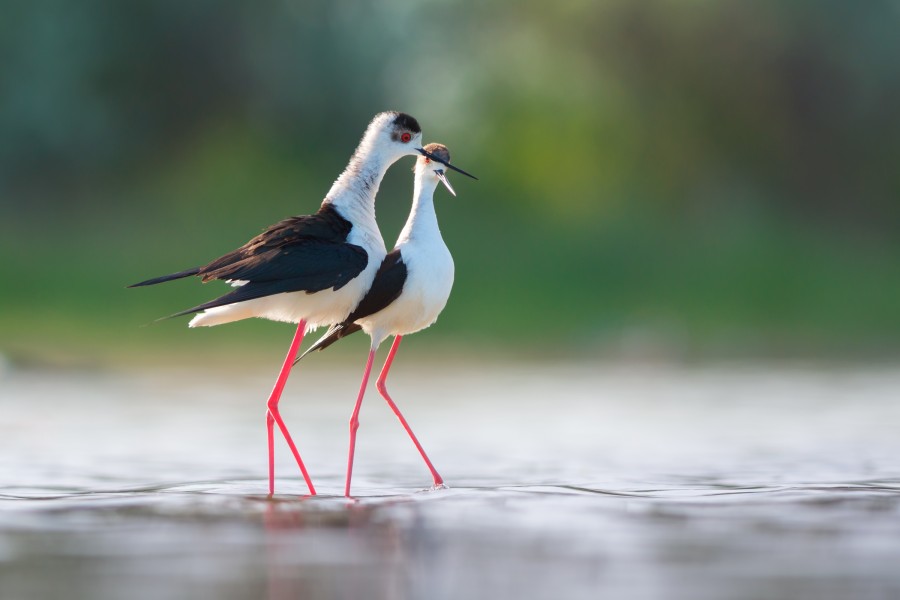 Black-winged stilt courtship behaviour