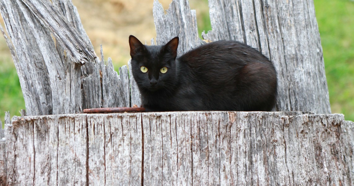 Black barn cat - Public Domain