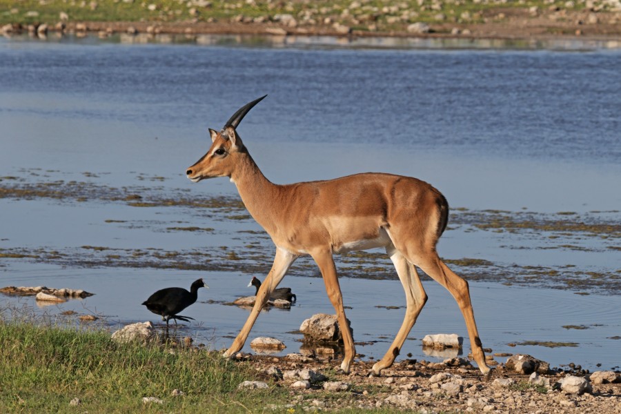 Black-faced impala (Aepyceros melampus petersi) juvenile male