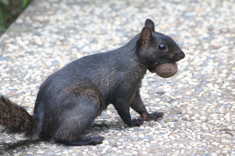 Black squirrel carrying a walnut in its mouth, close view