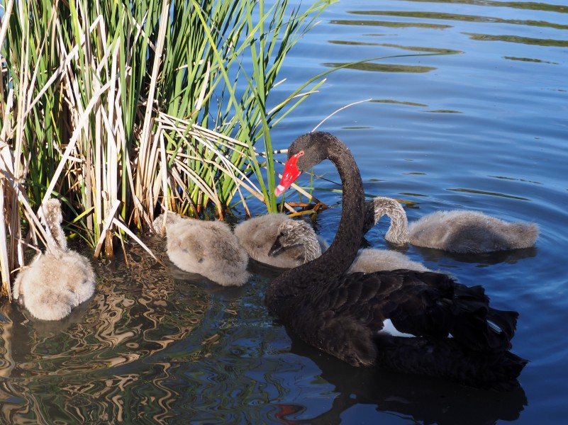 Black Swan and juveniles on Lake Tuggeranong October 2014