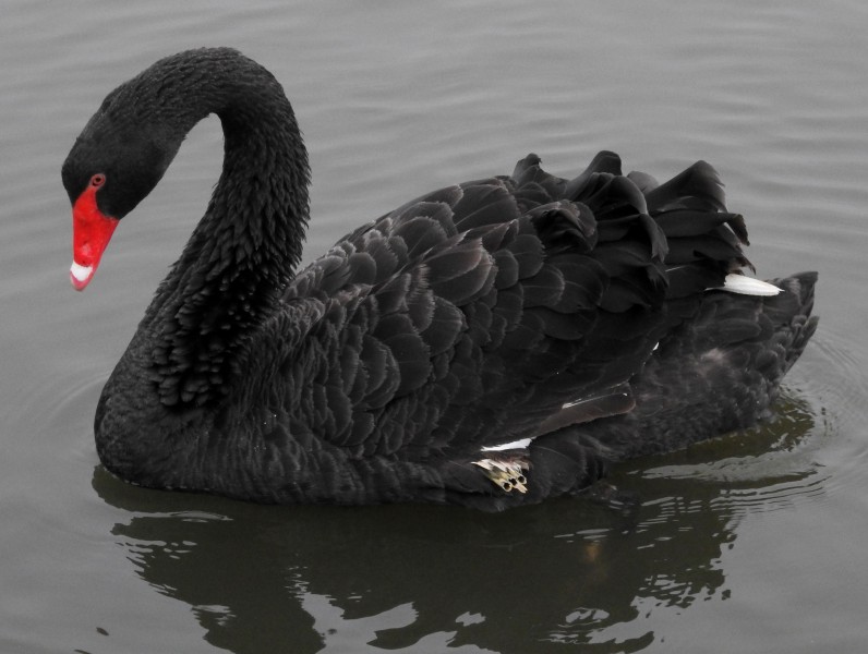 Black swan with angel wing in Japan