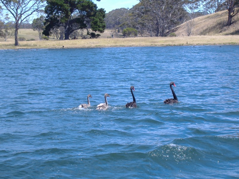 Black Swans Gippsland Lakes Victoria Australia