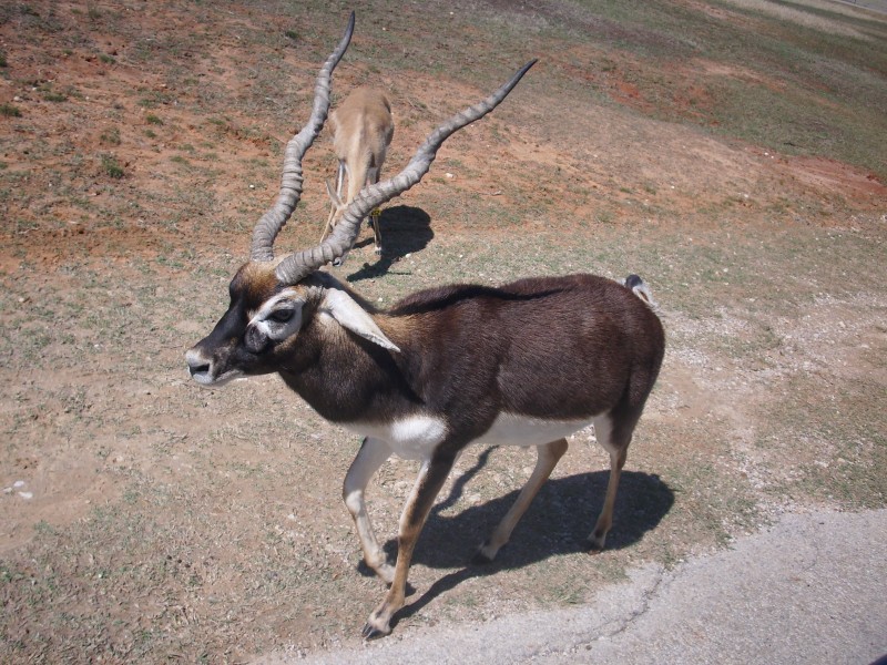 Blackbuck antelope in Texas