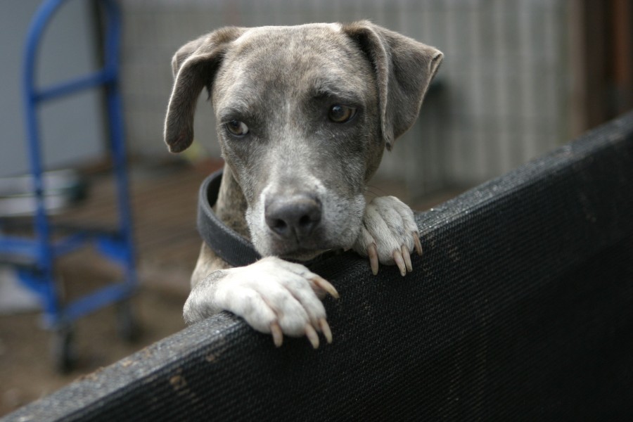 Blue brindle dog looking on a fence