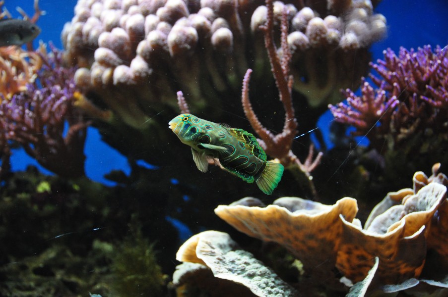 Blue Reef Aquarium Newquay (5857)