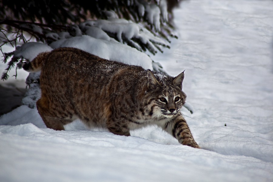 Bobcat-snow-white-under-tree - West Virginia - ForestWander