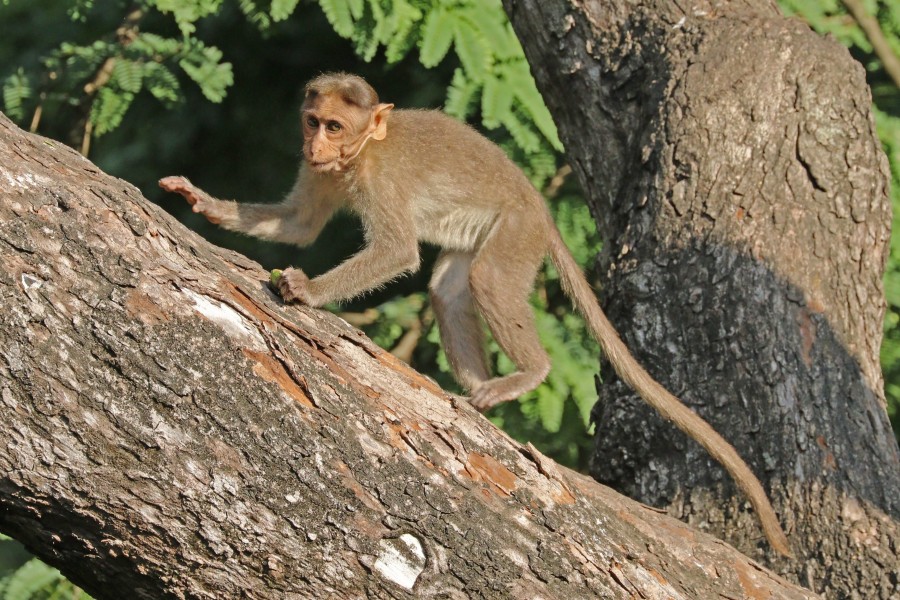 Bonnet macaque (Macaca radiata) 2